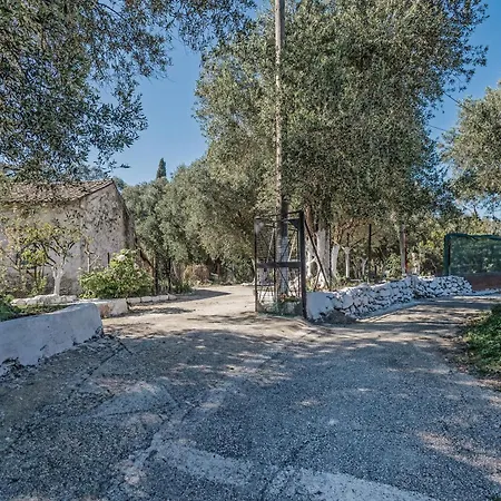 In An Olive Grove!