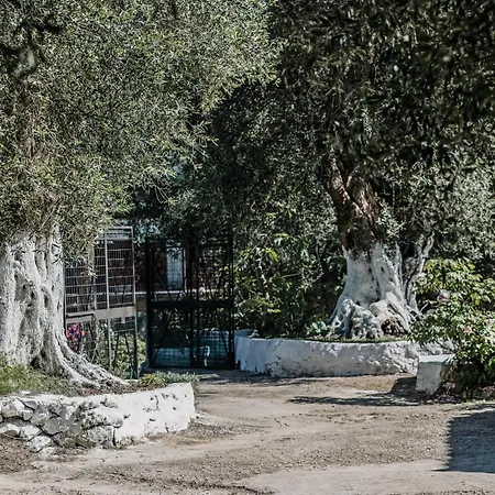 Lägenhet In An Olive Grove! *