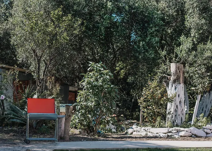 In An Olive Grove!