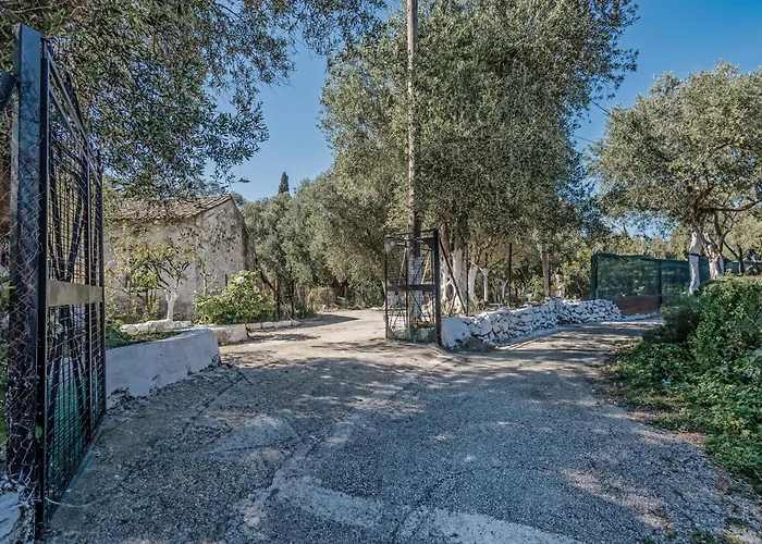 In An Olive Grove!