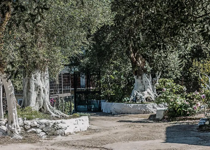 Lägenhet In An Olive Grove! *